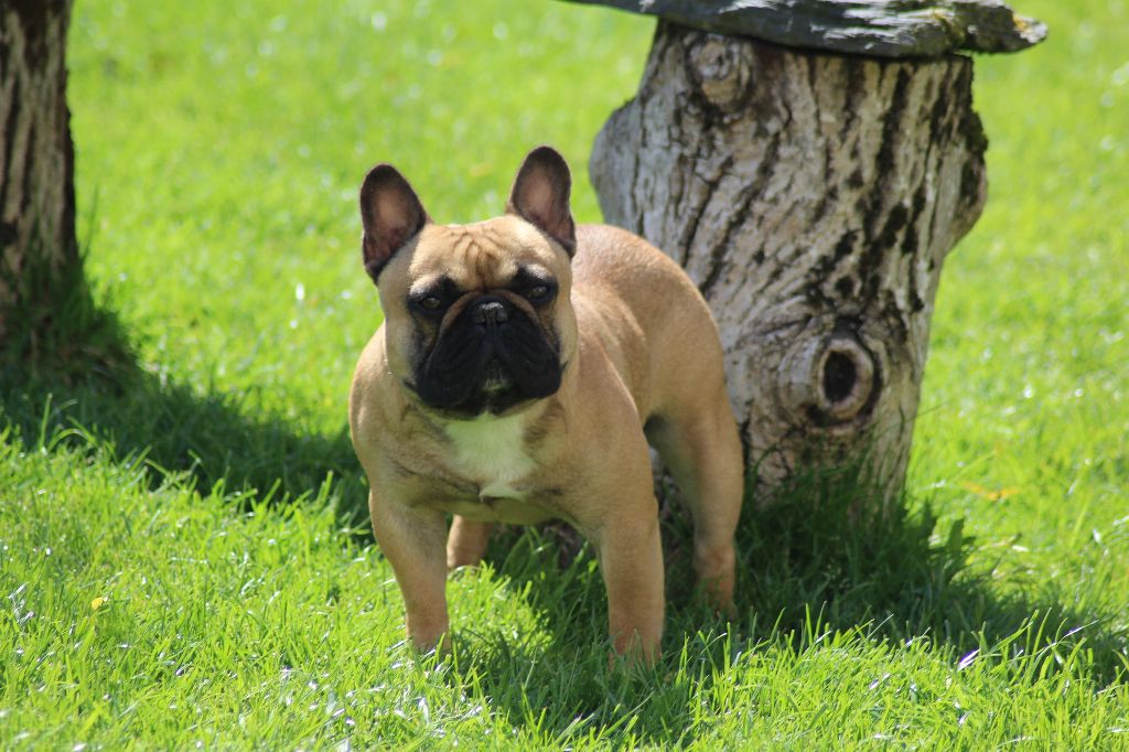 Messiah du Berceau des Loups Anges - 1ere excellent