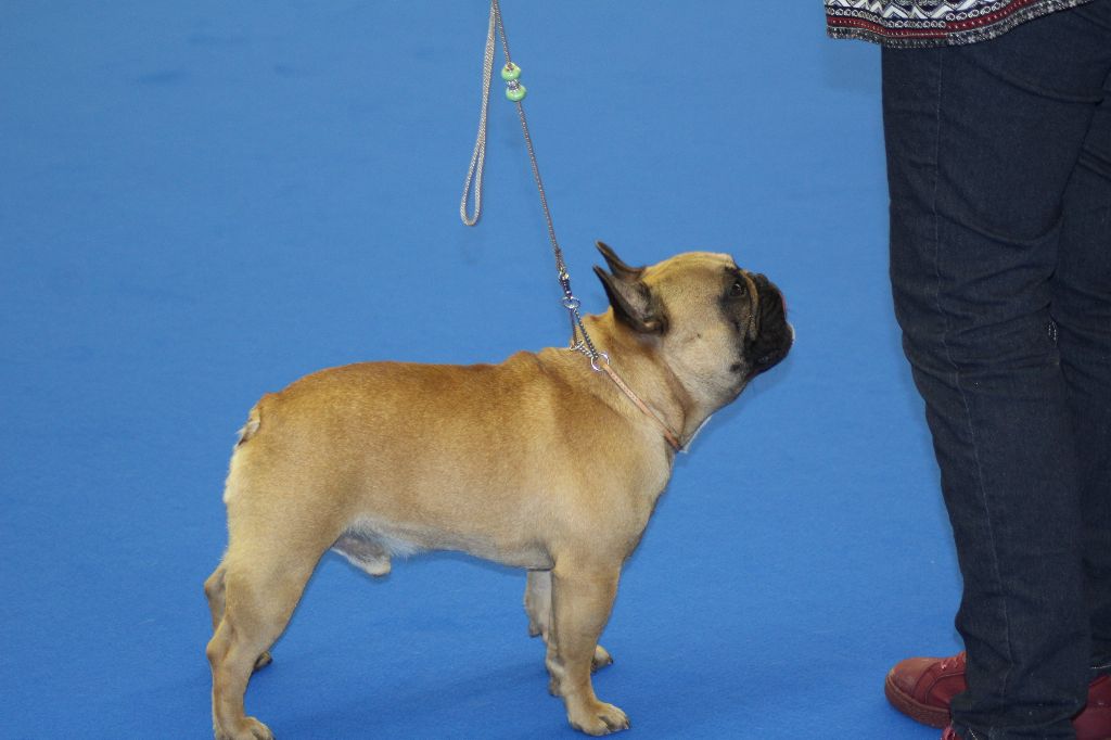 Messiah du Berceau des Loups Anges - TRES BON