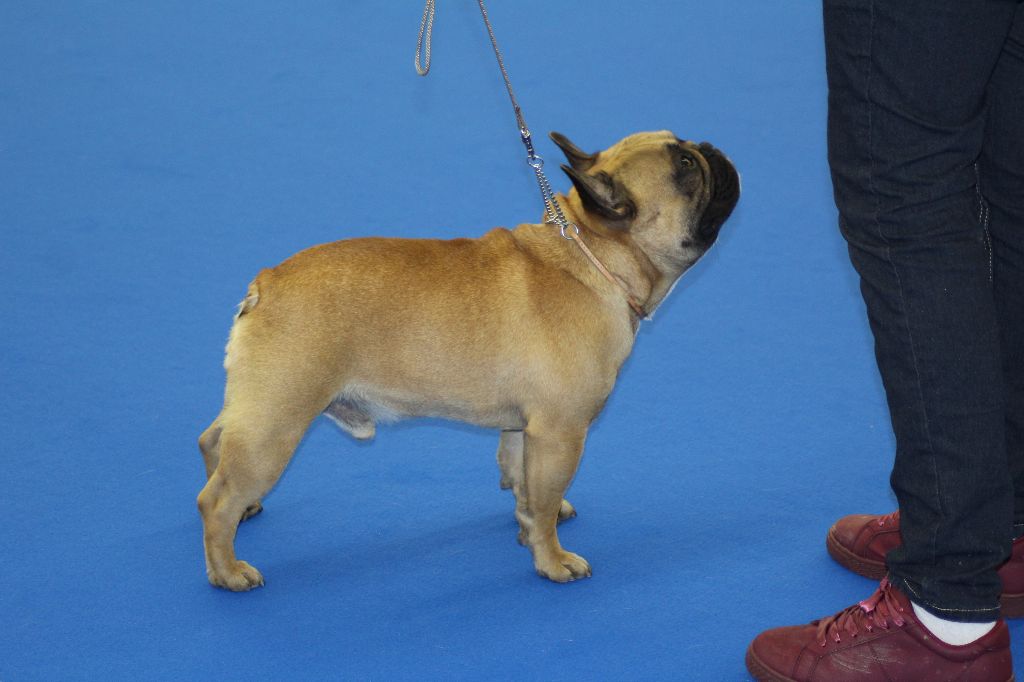 Messiah du Berceau des Loups Anges - 2 eme excellent + TAN