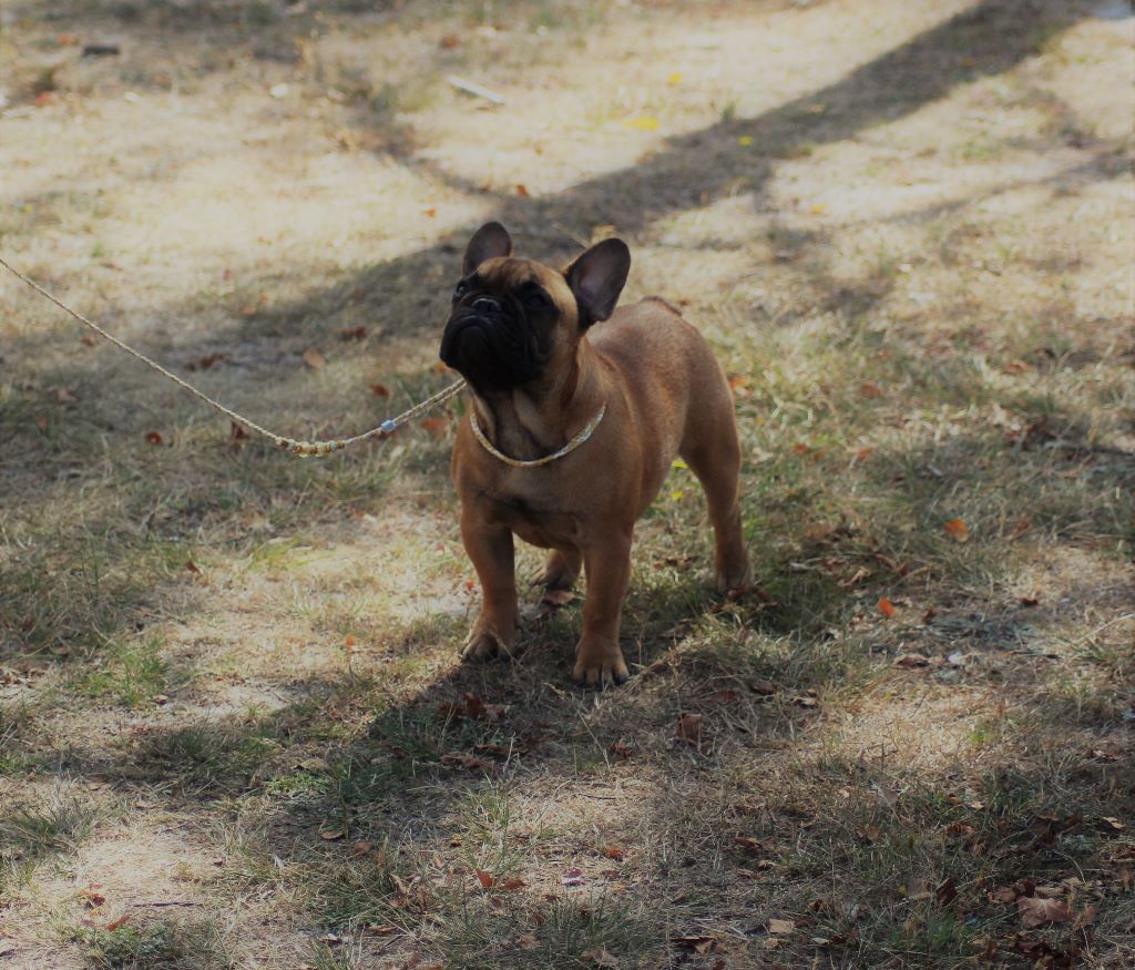 P'tit nikola De l'ancolie des alpes - 1 er tres prometteur + meilleur PUPPY de la race