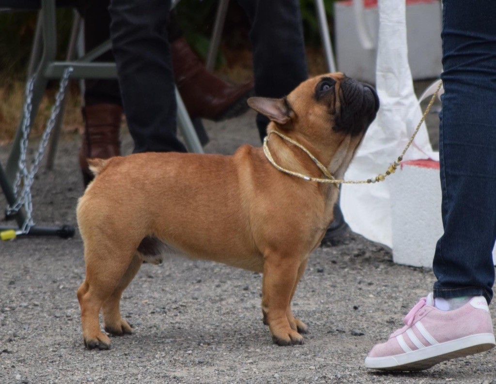 P'tit nikola De l'ancolie des alpes - 2 excellent +. TAN