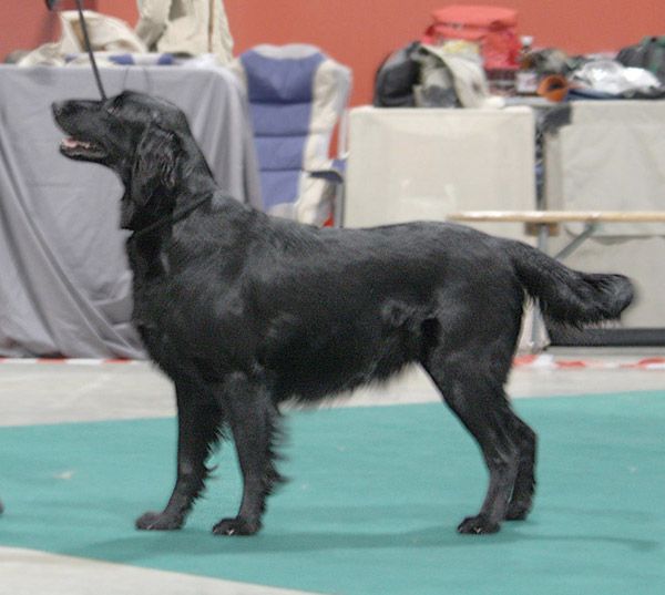TR. CH. Swallowsflight javeline jetblack de la vie de l'etraz - 1er Exc (2) CACIB BOB, Championne Internationale de Beauté