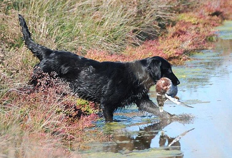 TR. CH. Swallowsflight javeline jetblack de la vie de l'etraz - 2 CACT à la Française, TB à l'Anglaise: Championne de Travail à la Française
