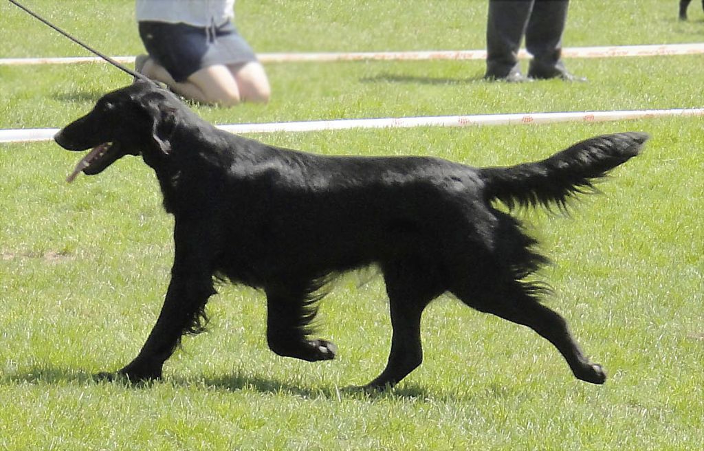 TR. CH. Swallowsflight javeline jetblack de la vie de l'etraz - 1er Exc Classe Travail