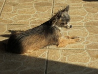 Étalon Chihuahua - Dora (Sans Affixe)