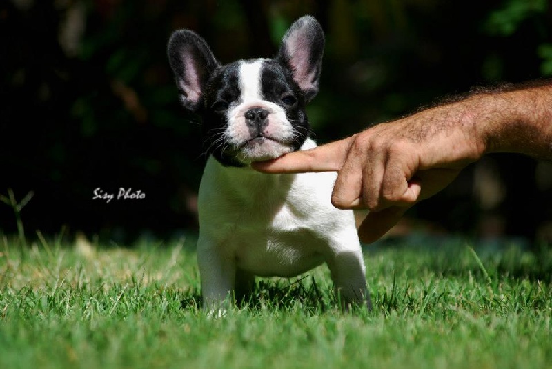 CH. gyal-ligeti-kis-csibész Fantastic girl - 1ere tres prometteur sur 3 entrées et MEILLEUR BABY