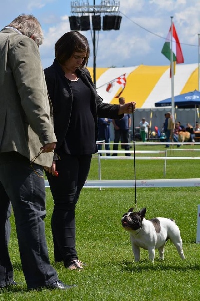 CH. gyal-ligeti-kis-csibész Fantastic girl - 3eme Tres bon