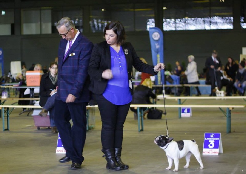 CH. gyal-ligeti-kis-csibész Fantastic girl - CLASS WINNER + RCAC