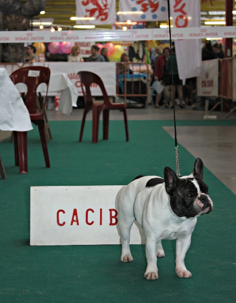 CH. gyal-ligeti-kis-csibész Fantastic girl - CLASS WINNER + CAC + CACIB