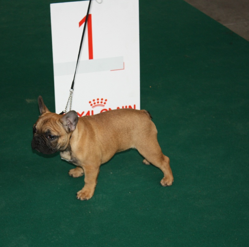 Buffalo de la coronja - Classe baby -1ere tres prometteur