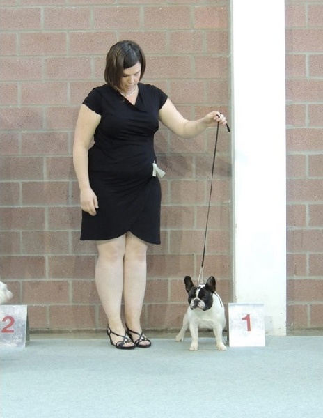 CH. gyal-ligeti-kis-csibész Fantastic girl - CLASSE JEUNE - CLASSE WINNER