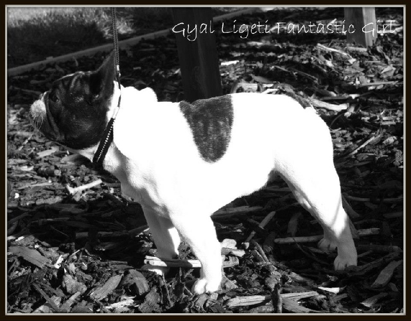 CH. gyal-ligeti-kis-csibész Fantastic girl - CLASSE JEUNE - 2eme TRES BON