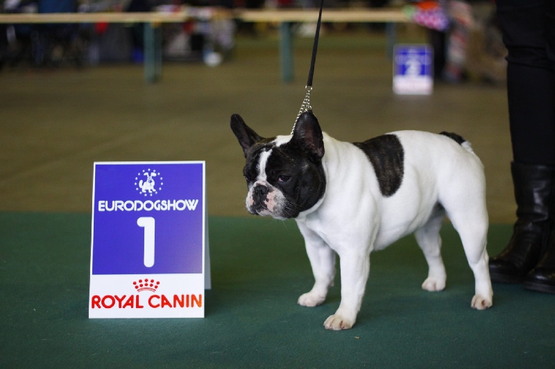 CH. gyal-ligeti-kis-csibész Fantastic girl - CLASS WINNER