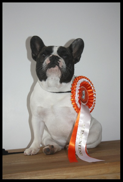 CH. gyal-ligeti-kis-csibész Fantastic girl - CLASSE JEUNE - CLASSE WINNER