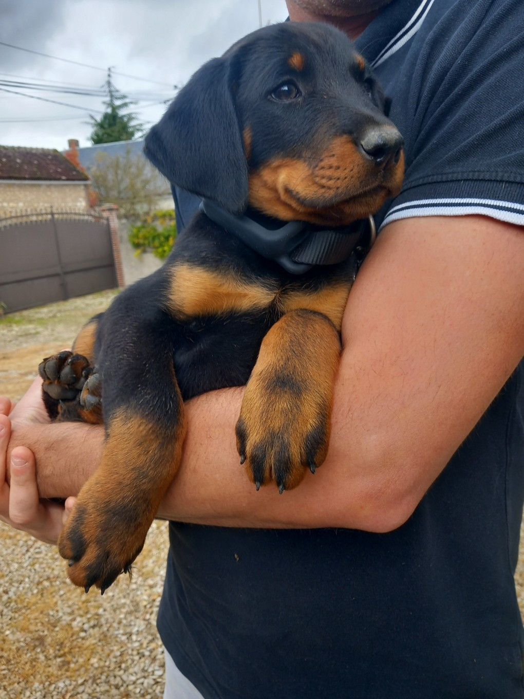 Berger de Beauce - des Mille Pas de Loup