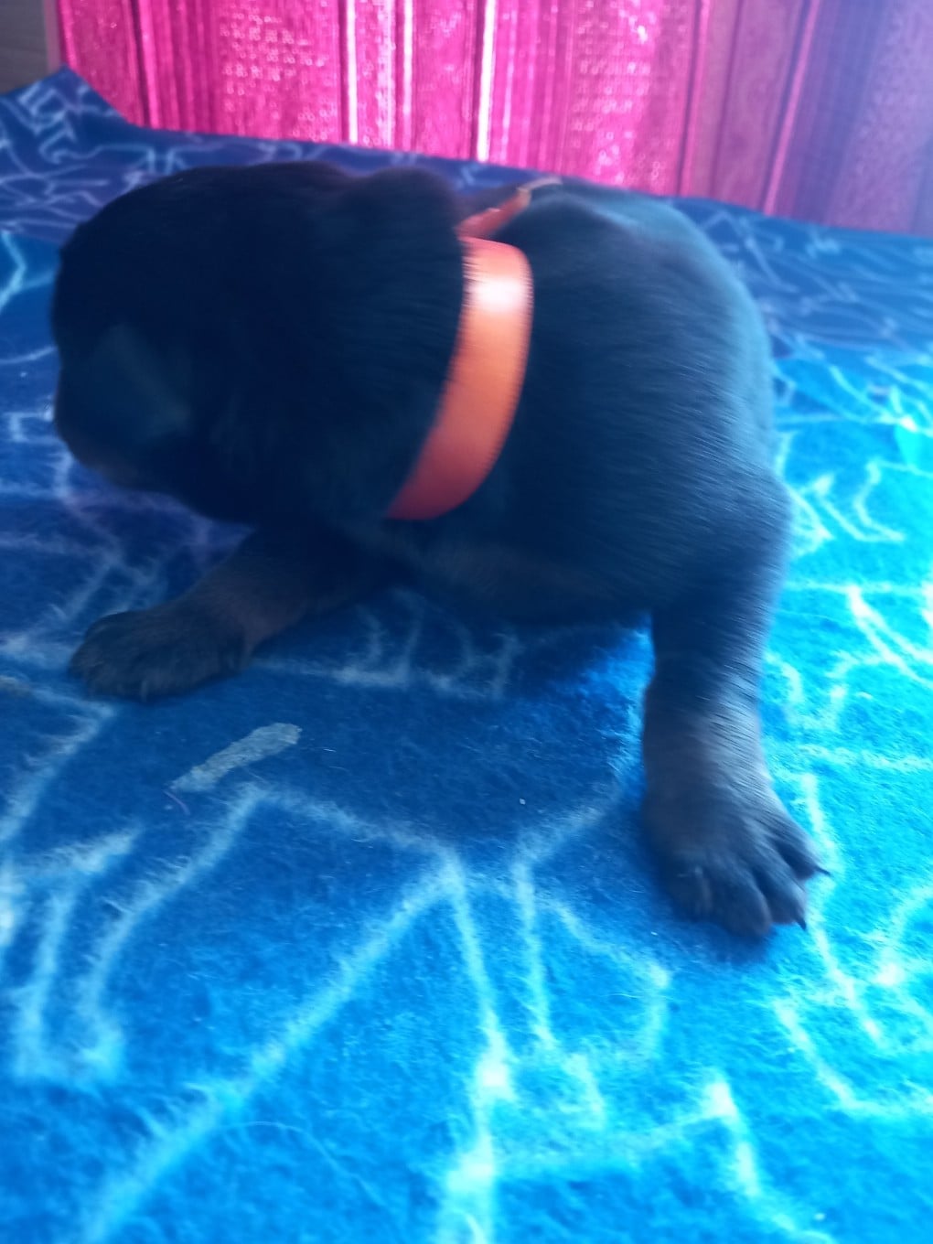 CHIOT 8 orange