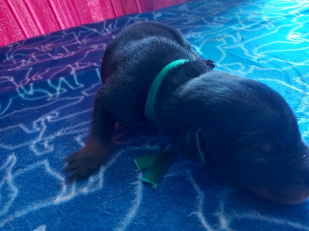 CHIOT 11 vert foncé