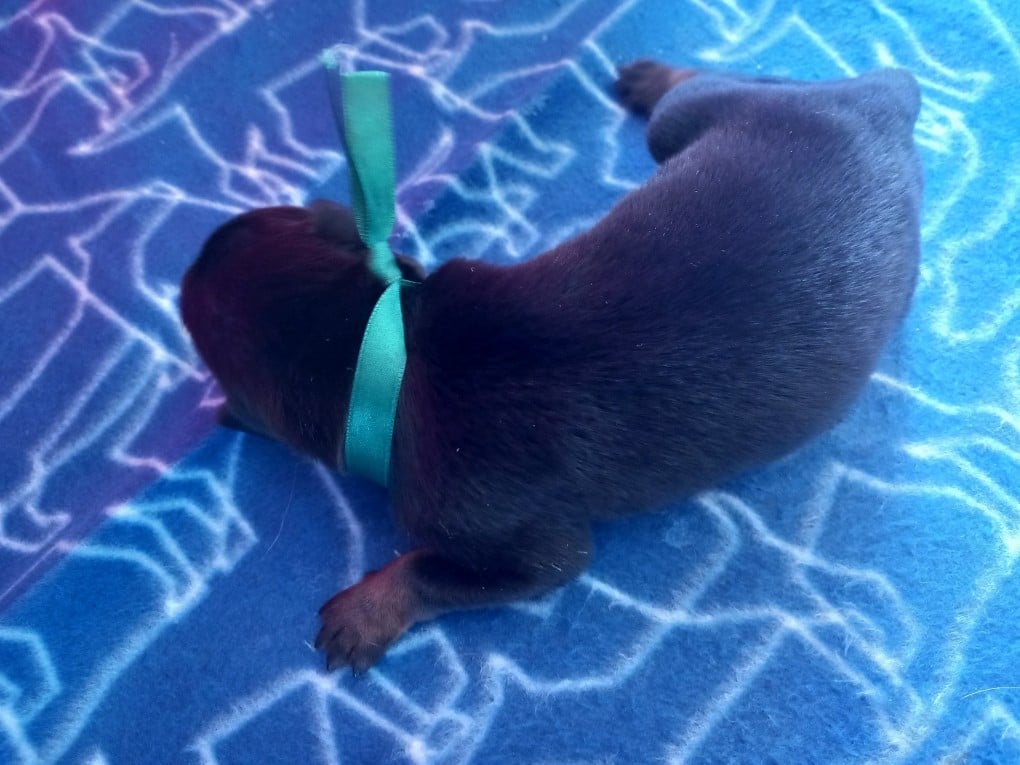 CHIOT 11 vert foncé