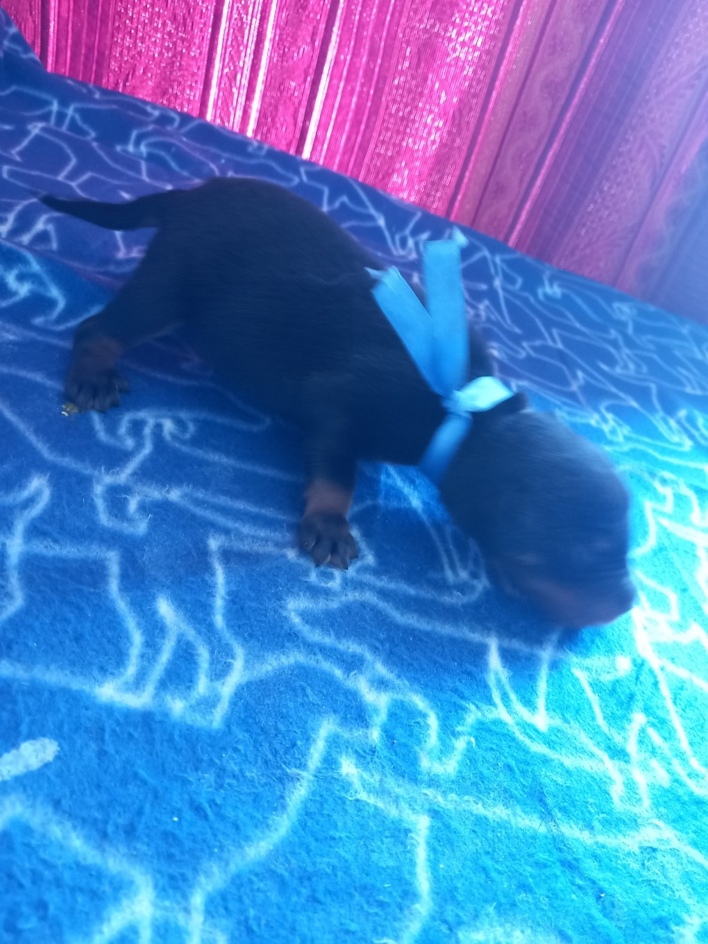 CHIOT 12 bleu