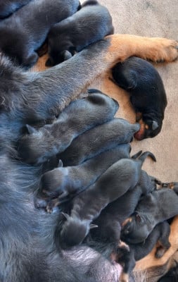 Les chiots de Berger de Beauce