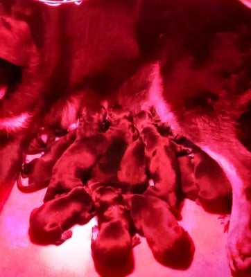 Les chiots de Berger de Beauce