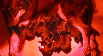 Les chiots de Berger de Beauce