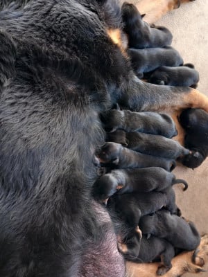 Les chiots de Berger de Beauce