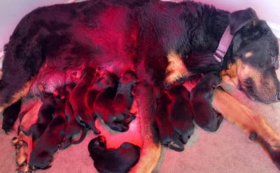 Les chiots de Berger de Beauce