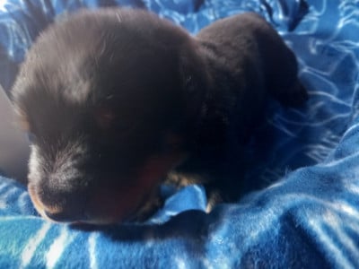 Les chiots de Berger de Beauce