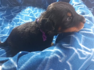 Les chiots de Berger de Beauce