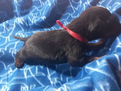 Les chiots de Berger de Beauce