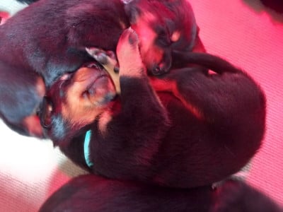 Les chiots de Berger de Beauce