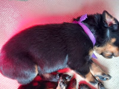 Les chiots de Berger de Beauce