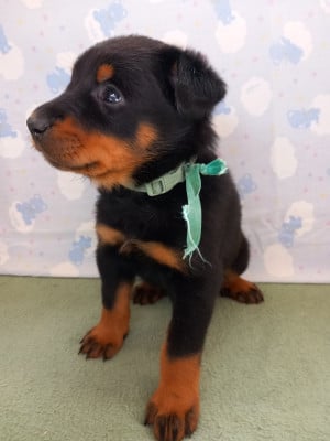 Les chiots de Berger de Beauce