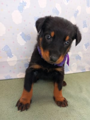Les chiots de Berger de Beauce