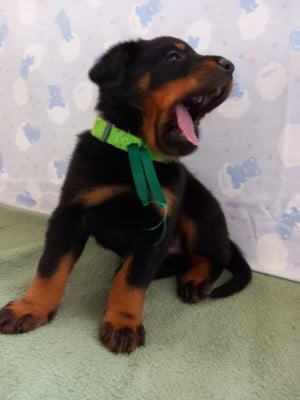 Les chiots de Berger de Beauce