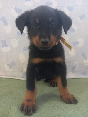 Les chiots de Berger de Beauce