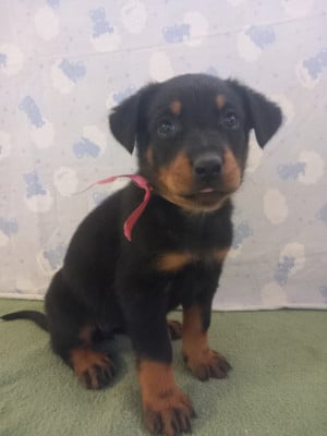 Les chiots de Berger de Beauce