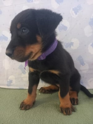 Les chiots de Berger de Beauce