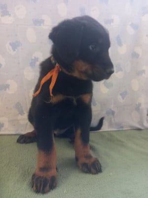 Les chiots de Berger de Beauce