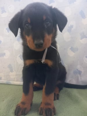 Les chiots de Berger de Beauce