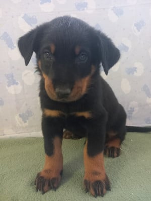 Les chiots de Berger de Beauce