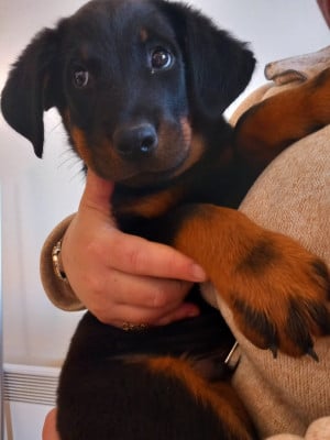 Les chiots de Berger de Beauce