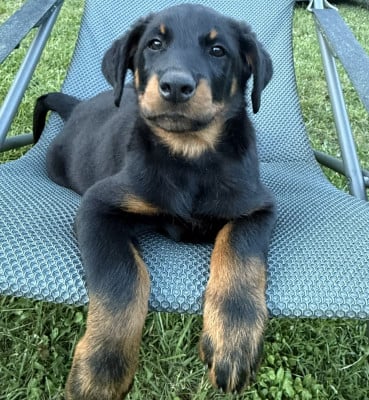 Les chiots de Berger de Beauce