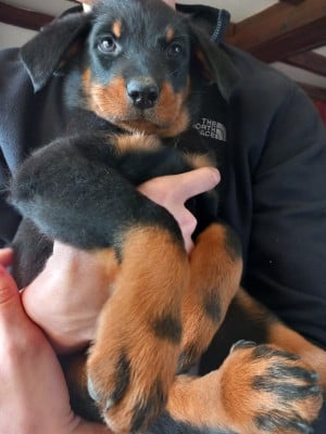 Les chiots de Berger de Beauce