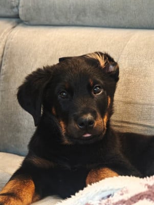Les chiots de Berger de Beauce