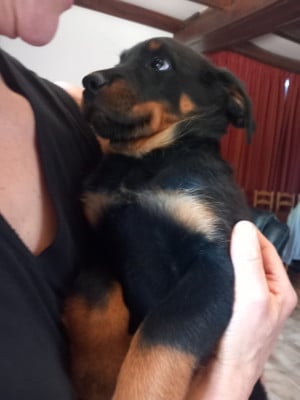 Les chiots de Berger de Beauce