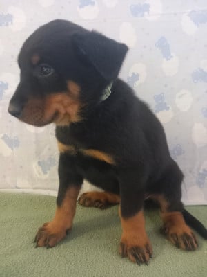 Les chiots de Berger de Beauce