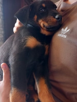 Les chiots de Berger de Beauce