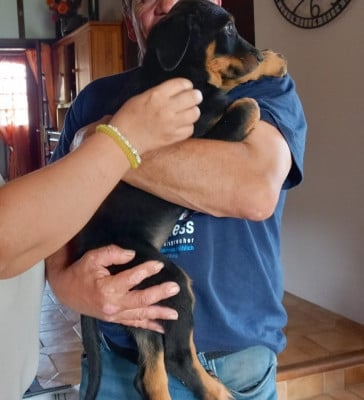 Les chiots de Berger de Beauce